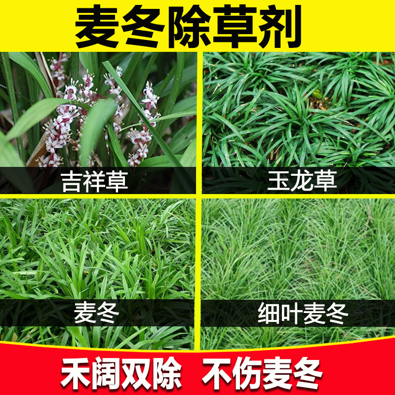 农药麦冬专用除草剂矮麦冬玉龙草吉祥草除阔叶草马唐水花生香附子图片