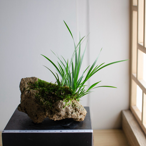 原生附石虎须附石菖蒲水培龟缸