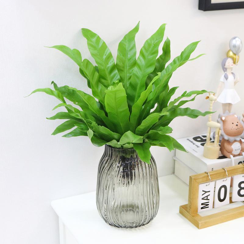水培植物鸟巢蕨室内盆栽办