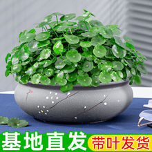 铜钱草水培盆栽客厅阳台绿植水养金钱草净化空气桌面植物好养花卉