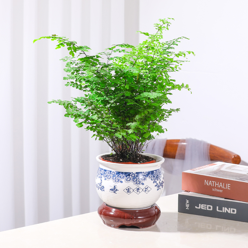 水培植物铁线蕨鸟巢波斯顿
