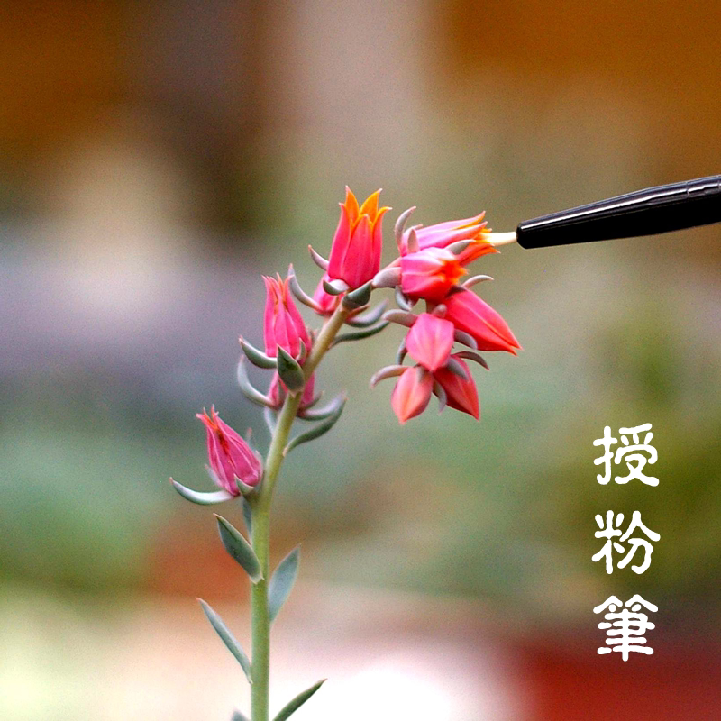 多肉植物专用授粉笔生石花肉锥景天植物仙人球专业授粉利器