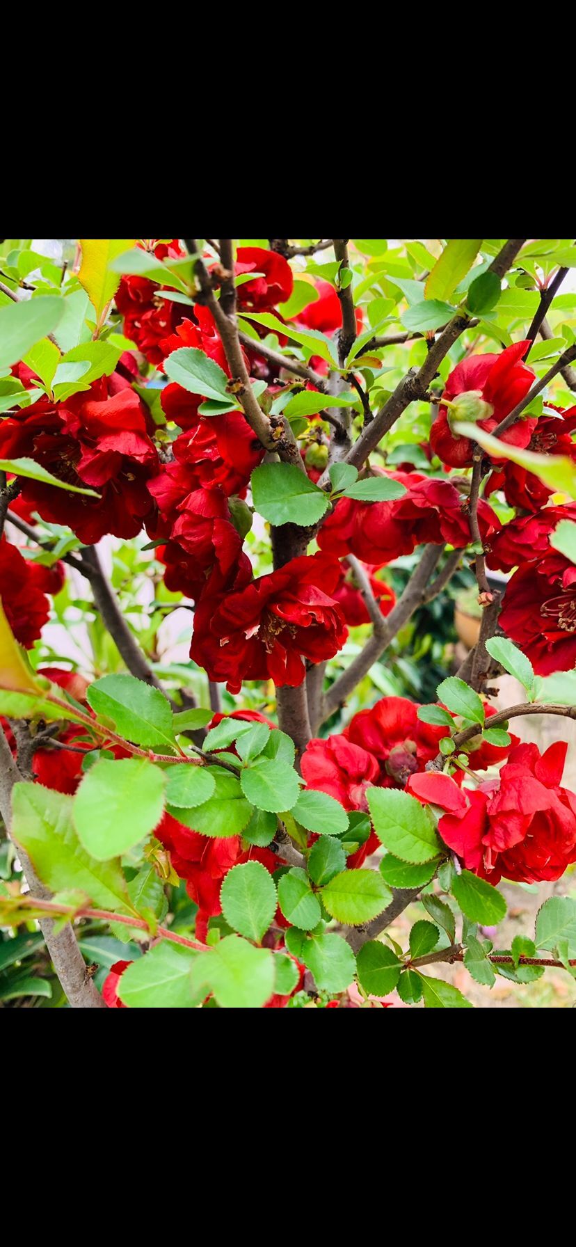 世界1号海棠盆景造型盆景