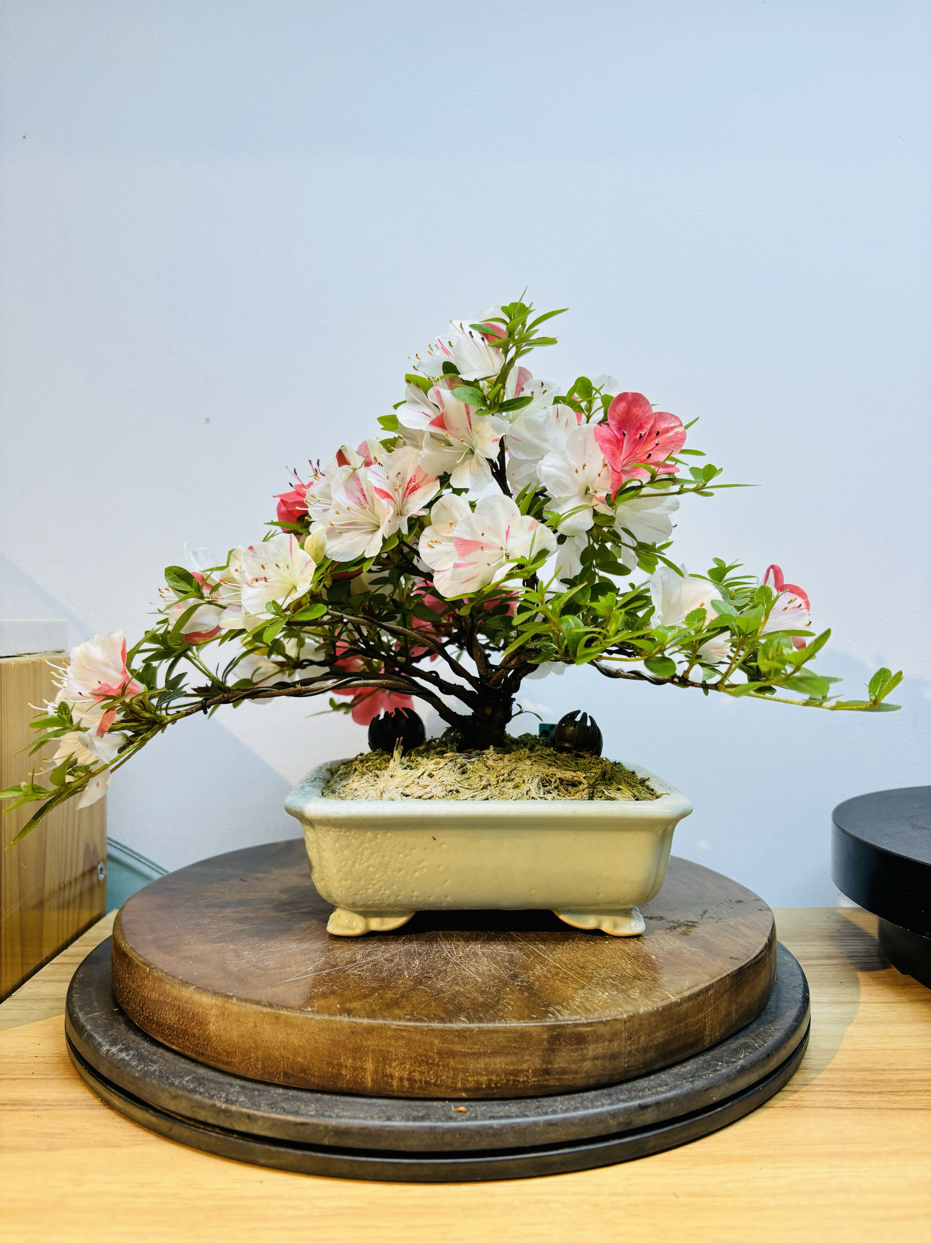 鑫之炎/日本皋月杜鹃鹤翁明美菊姬好月日之丸碧空莹美空盆栽盆景