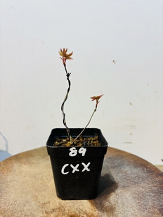 鑫之炎原生日本出猩猩红枫红千鸟青玄约旦枫树扦插童子功造型素材