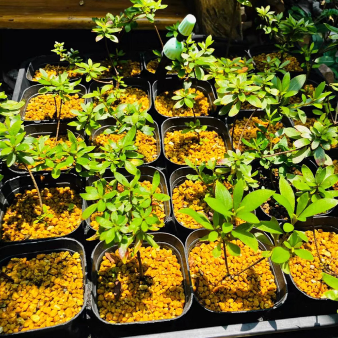 日本原生皋月杜鹃造型盆景