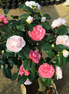 【乔伊茶花】白底乔伊红乔一树多色特白乔山茶花盆栽苗开花阳台