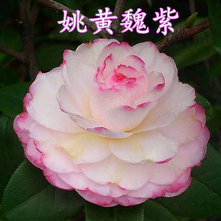 姚黄魏紫茶花盆栽名贵品种绿植花卉阳台庭院福建茶花四季常绿云杂