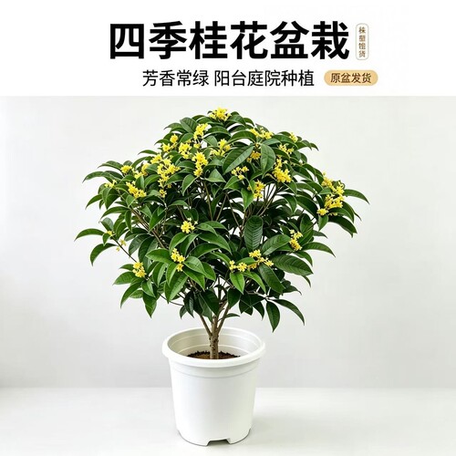 四季桂花多季节开花盆栽绿植香味