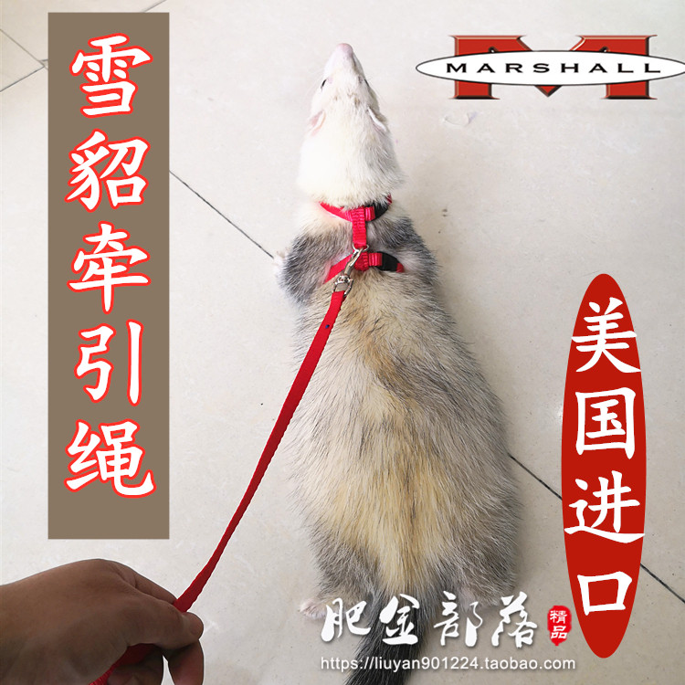 美国原装玛雪儿雪貂牵引绳用品黑尾土拨鼠可用穿戴式设计松紧可调