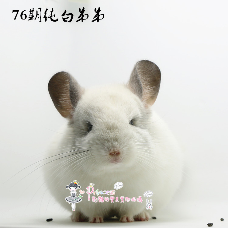 龙猫全款纯种彩色预定专拍迷你