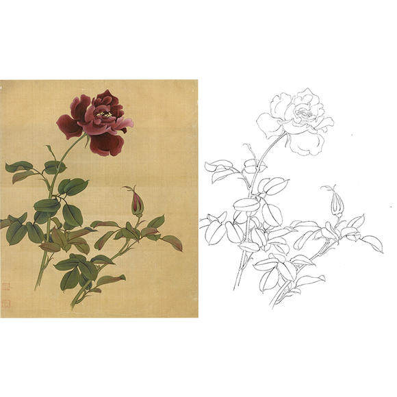 工笔画白描底稿花卉实物勾线打印稿俞致贞紫月季尺寸可选-jv28