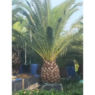 精品加拿利海枣移栽苗假植苗种植基地杆高1米加拿利海枣现货出售