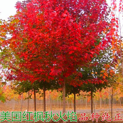 美国红枫树苗庭院风景大树红点红冠秋火焰园林绿化行道门前观赏树
