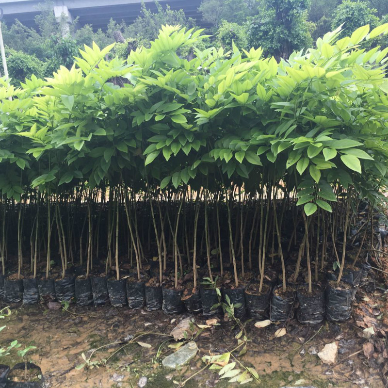 正宗海南黄花梨树苗珍稀名贵木材树苗降香黄檀苗庭院盆栽绿化植物