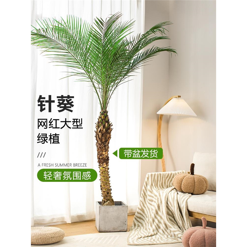 针葵树盆栽大型绿植物办公室内客厅椰子棕榈好养网红轻奢落地盆景