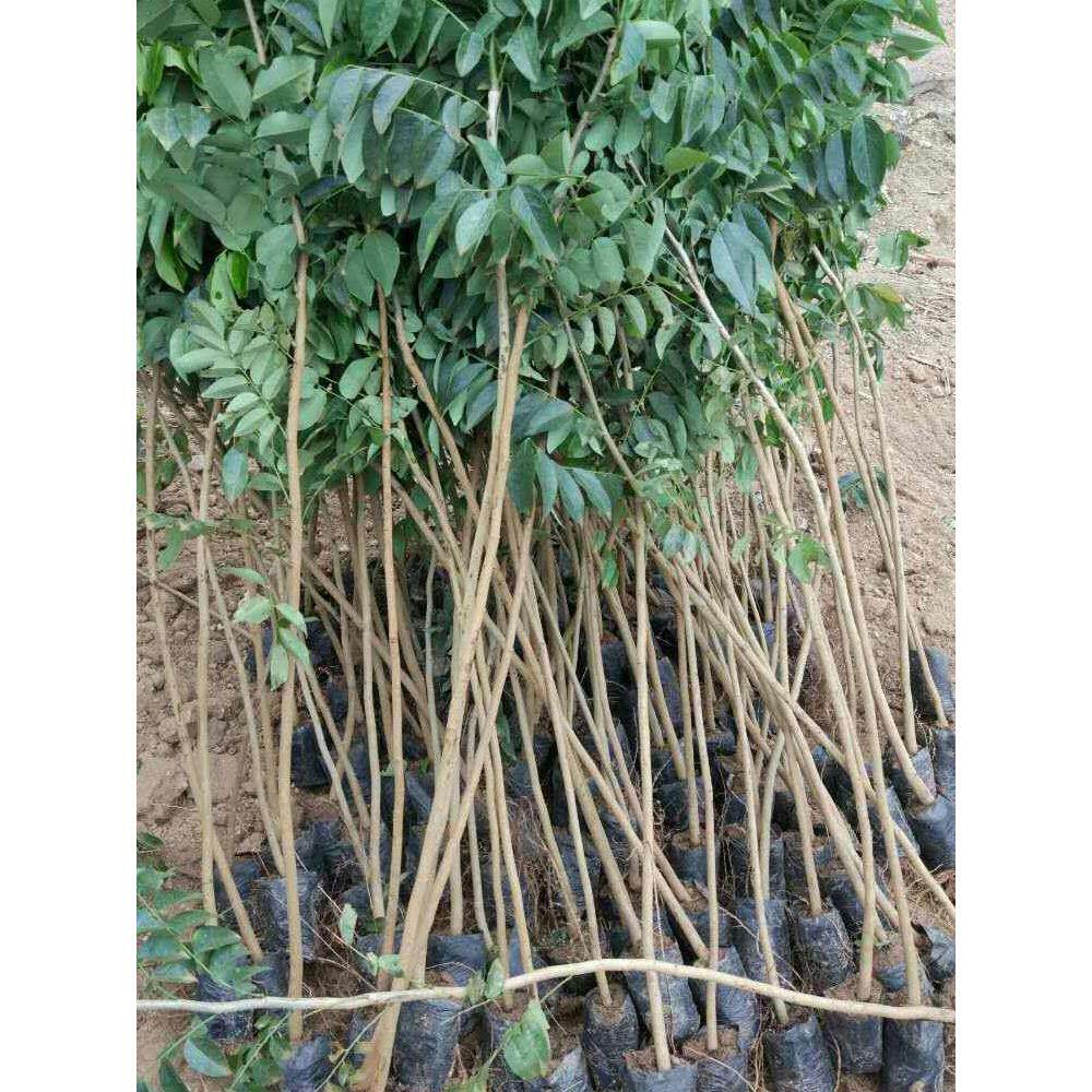 黄花梨树苗海南正宗紫油梨降香黄檀红木正宗海南黄花梨树地栽盆栽
