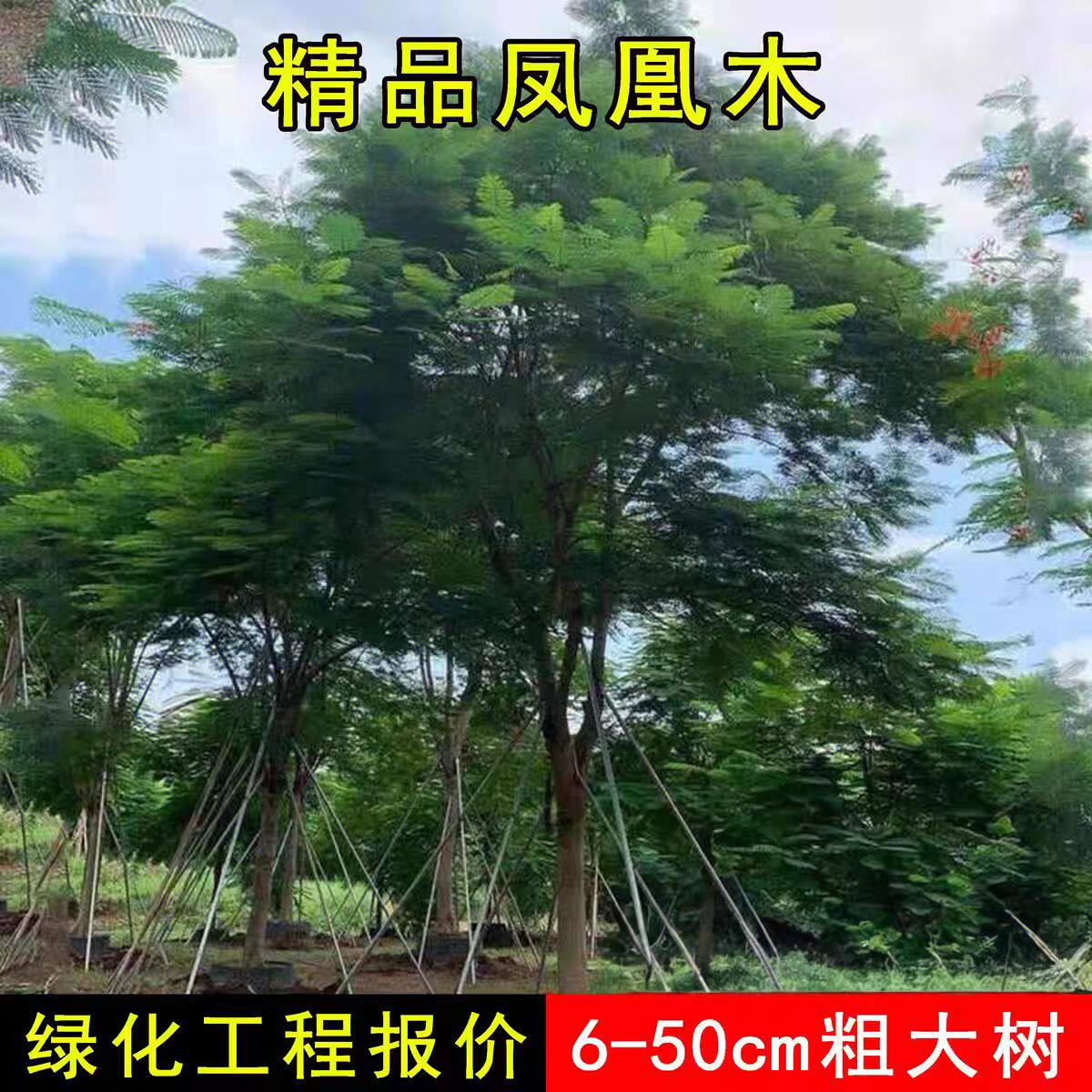 凤凰树凤凰木红花楹门前旺宅树名贵树苗盆栽庭院风景树形庭院大树