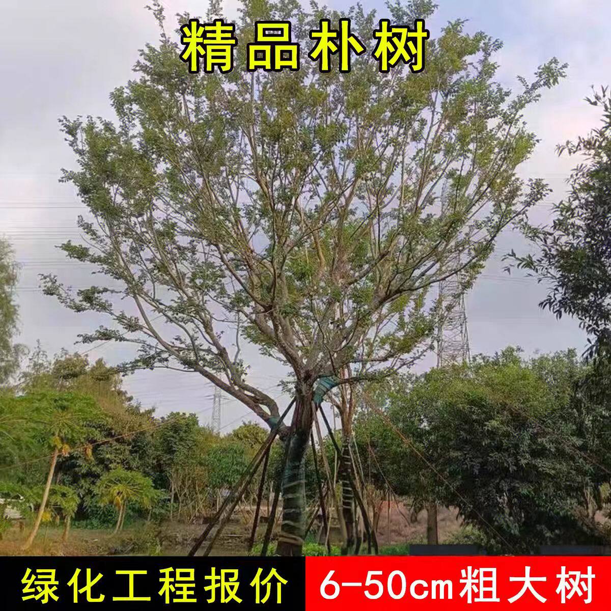 朴树树苗大树园林绿化工程苗木行道拆迁占地庭院朴树苗道路风景树