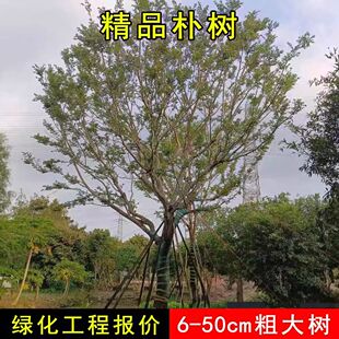 朴树树苗大树园林绿化工程苗木行道拆迁占地庭院朴树苗道路风景树