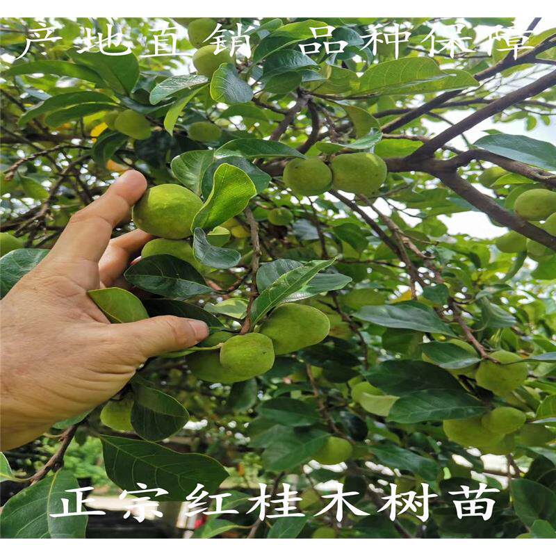 正宗红桂木树苗庭院行道绿化常绿胭脂木苗狗果将军树龙鳞树苗