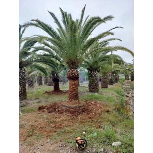 加拿利海枣棕榈绿化苗木大型种植基地一手货源直销各种规格加拿利
