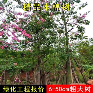 美丽异木棉树苗  美人树苗大腹木棉苗 酒瓶树行道庭院绿化风景树