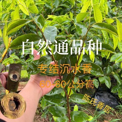 正宗母树一代嫁接苗自然通品种免打孔奇楠沉香苗小树丁就结沉水香