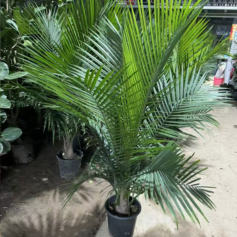 国王椰子树植物室内客厅大型落地绿植室外阳台盆栽净化空气吸甲醛