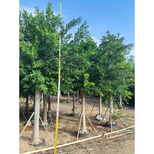 小叶榕苗 细叶榕 小叶榕树 庭院绿化树苗 四季可种 生命力强 景观