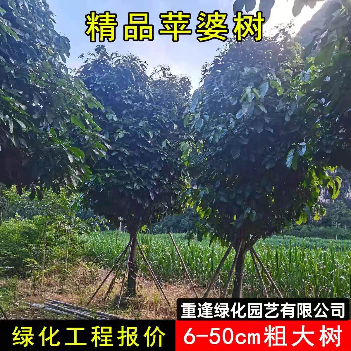 凤眼果苗新品四季正宗苹婆富贵子树苗南方种植盆栽阳台庭院果树苗