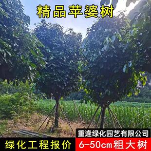 凤眼果苗新品四季正宗苹婆富贵子树苗南方种植盆栽阳台庭院果树苗