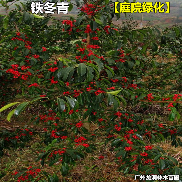 铁冬青苗白银木苗铁冬青树苗盆景万紫千红树苗庭院观赏苗
