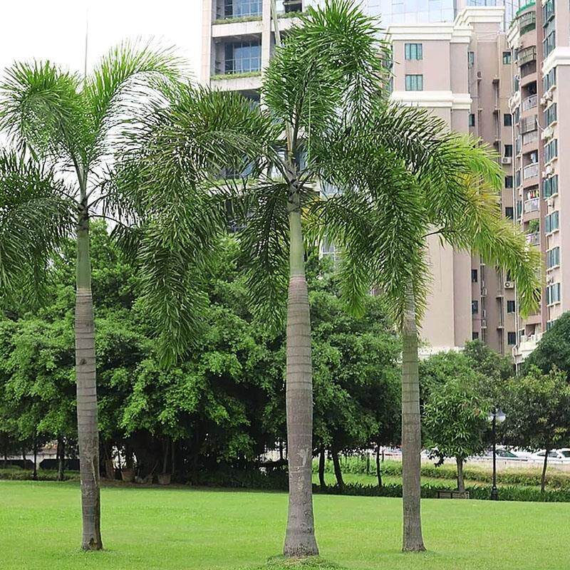 狐尾椰子树树苗庭院风景树门前绿化树棕榈树大树植物耐寒四季常青