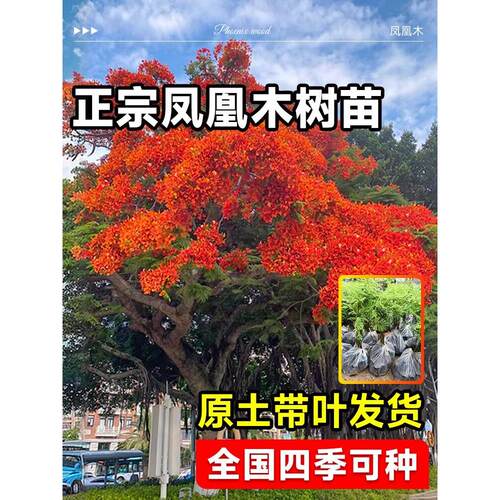 正宗凤凰树大树名贵凤凰木树苗盆栽四季风景树苗别墅庭院种植带土