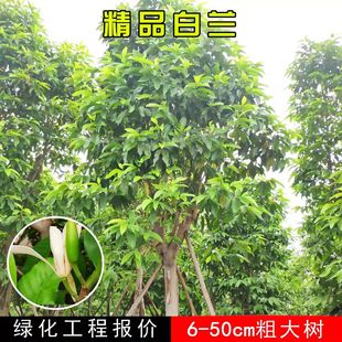 白兰花树大树庭院绿化风景树苗黄桷兰门前树白玉兰花盆栽四季开花