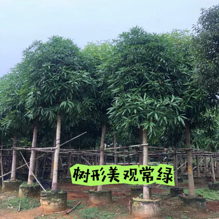 扁桃绿化风景树苗常绿树形好带营养杯