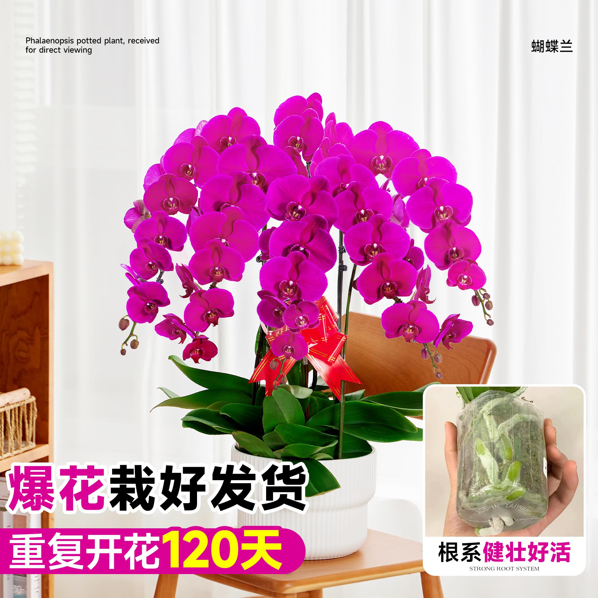 蝴蝶兰盆栽带花苞大苗鲜花卉客厅双剑轻奢高级感四季开花开业乔迁