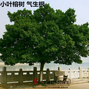 小叶榕树苗小叶榕树树苗细叶榕遮阴植物庭院别墅绿化树苗木大树苗