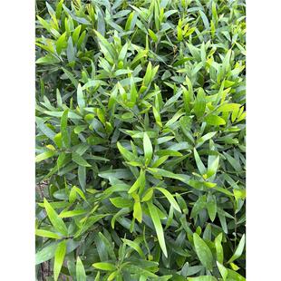 台湾相思树苗小叶相思造林复绿快大耐寒