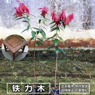 正宗铁力木树苗 云南珍稀名贵铁梨木铁栗木小苗庭院盆景地栽植物