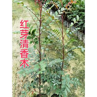 云南正宗红芽清香木树苗四季常青清香木盆栽清新阳台驱蚊耐寒植物