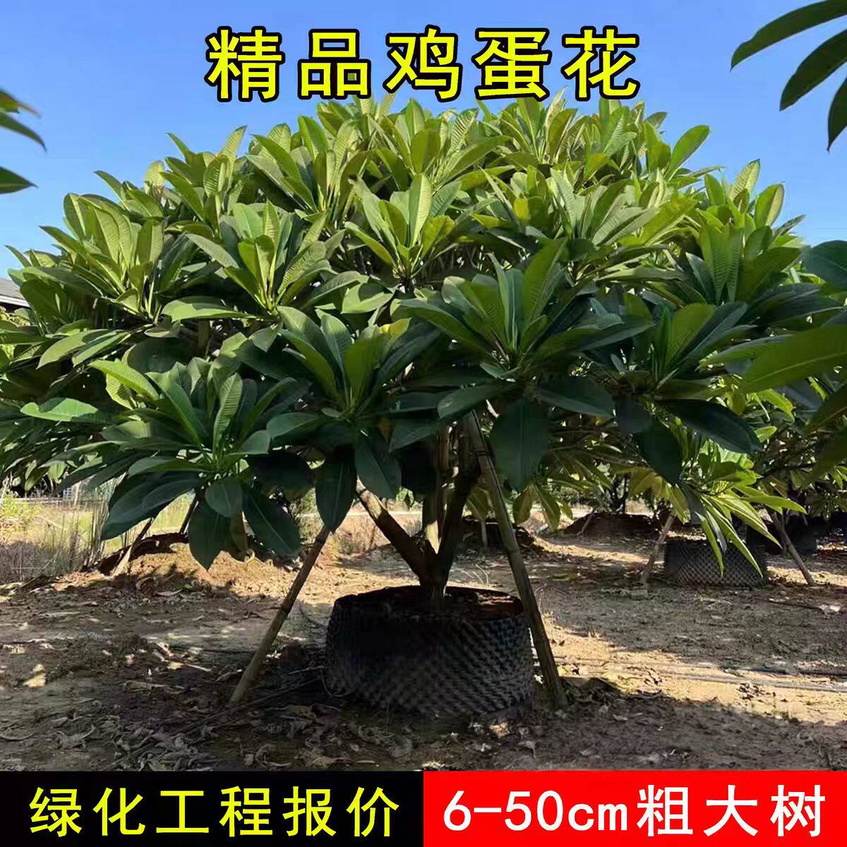 红花鸡蛋花大树园林绿化树苗庭院