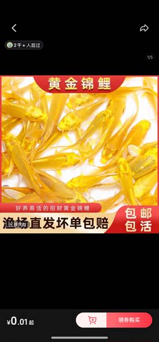 黄金锦鲤冷水观赏鱼好养耐活风水淡水活鱼鱼苗锦鲤龙凤摆摊