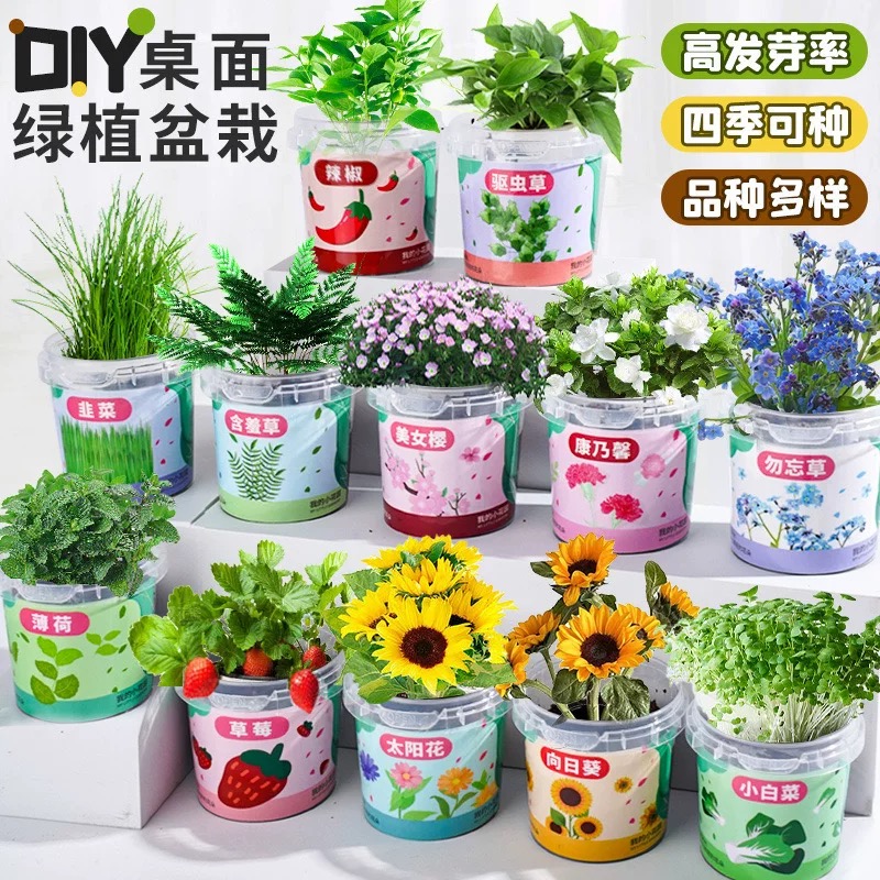 儿童种植小盆栽手工diy科学实验幼儿种子发芽植物观察种植盆栽