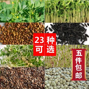 育苗盘水培芽苗菜种子无土种菜豆苗种籽室内阳台绿色蔬菜栽培