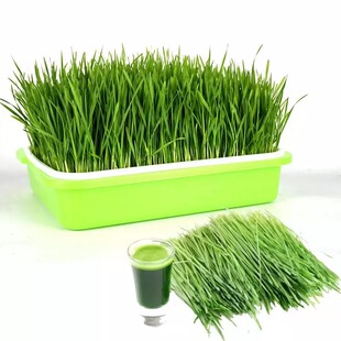 加厚种菜盆长方形塑料盆家庭蔬菜种植盆专用耐用花盆