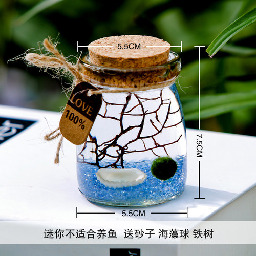 吊挂悬挂桌面斗鱼缸蘑菇多肉植物