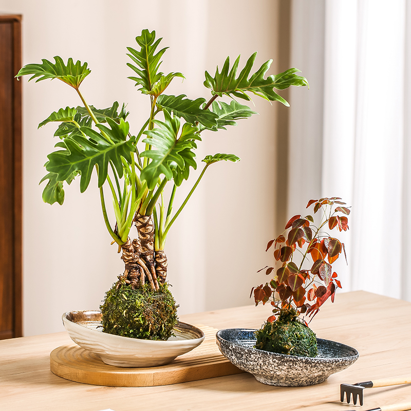 简约中国风创意大口径陶瓷花盆绿植桌面异形盆景苔藓盆