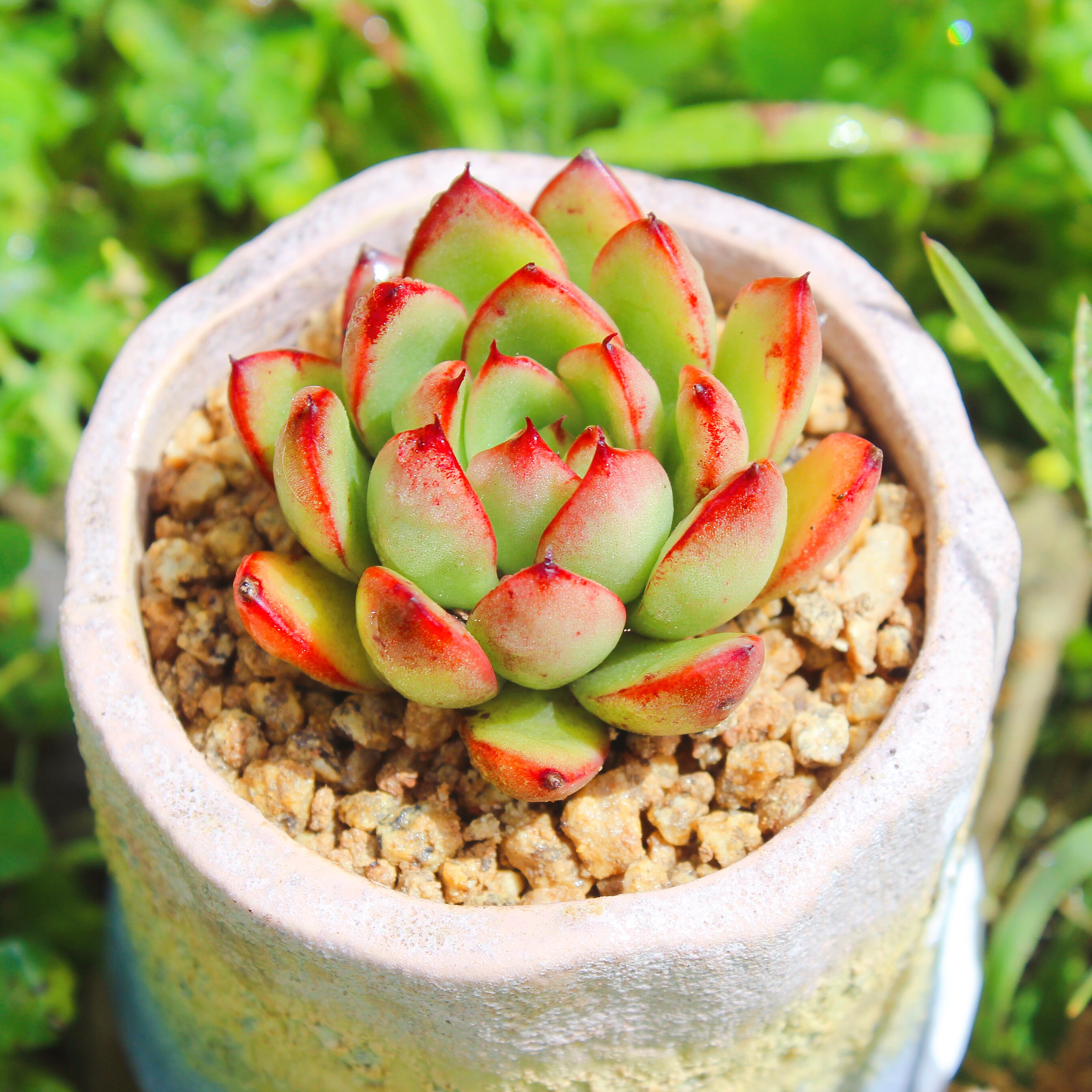 二木的多肉植物多少钱 二木的多肉植物优惠券免费领取 有条鱼